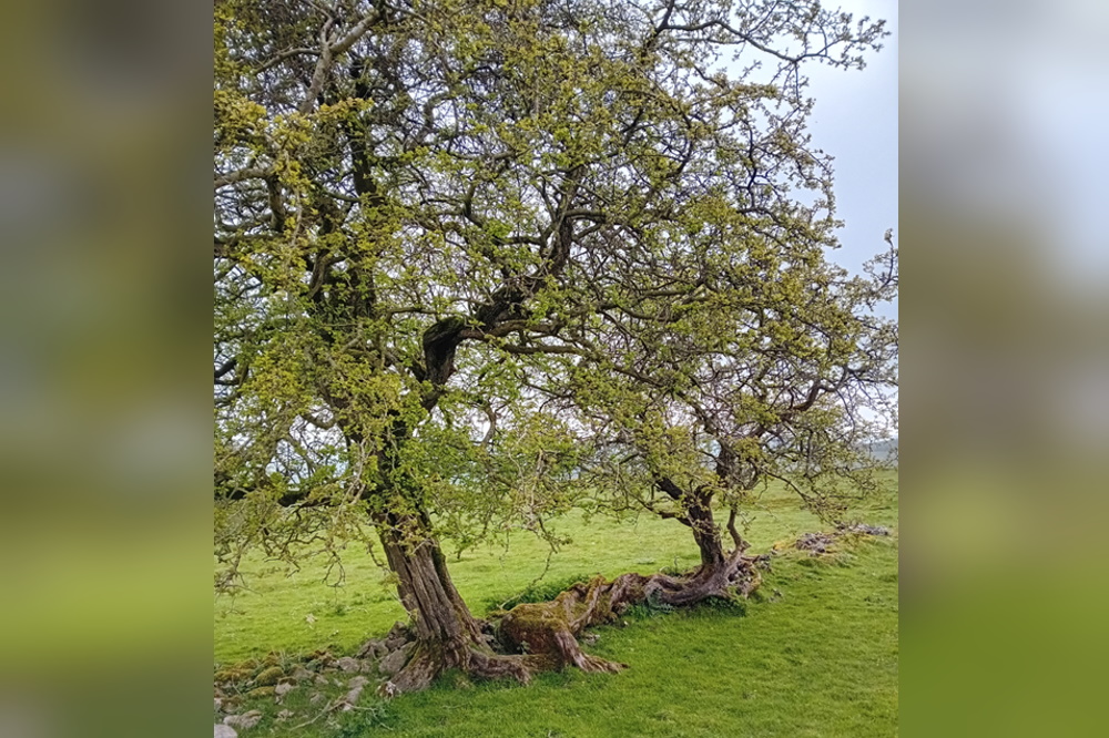 An image showing one of the protected hawthorn trees. The map shows the active area where quarrying work is currently underway. Next to this, it shows the boundary where the extension is planned. Highlighted on this map, is a small woodland and hawthorne trees that will be protected from the quarry expansion. Also on the map is a point showing where some previous restoration has been carried out on the quarry.
